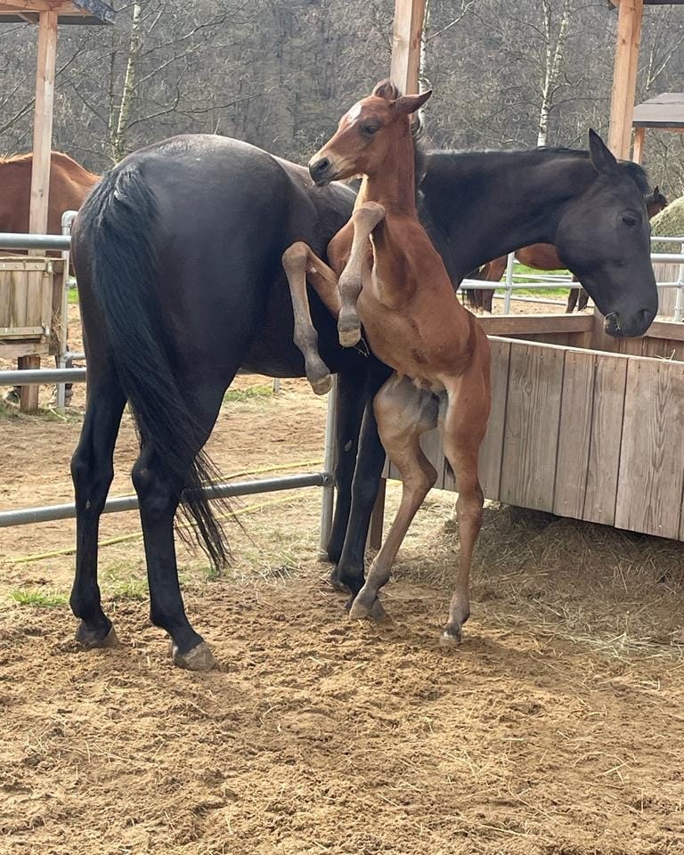 Rabanhof-Wallmenroth