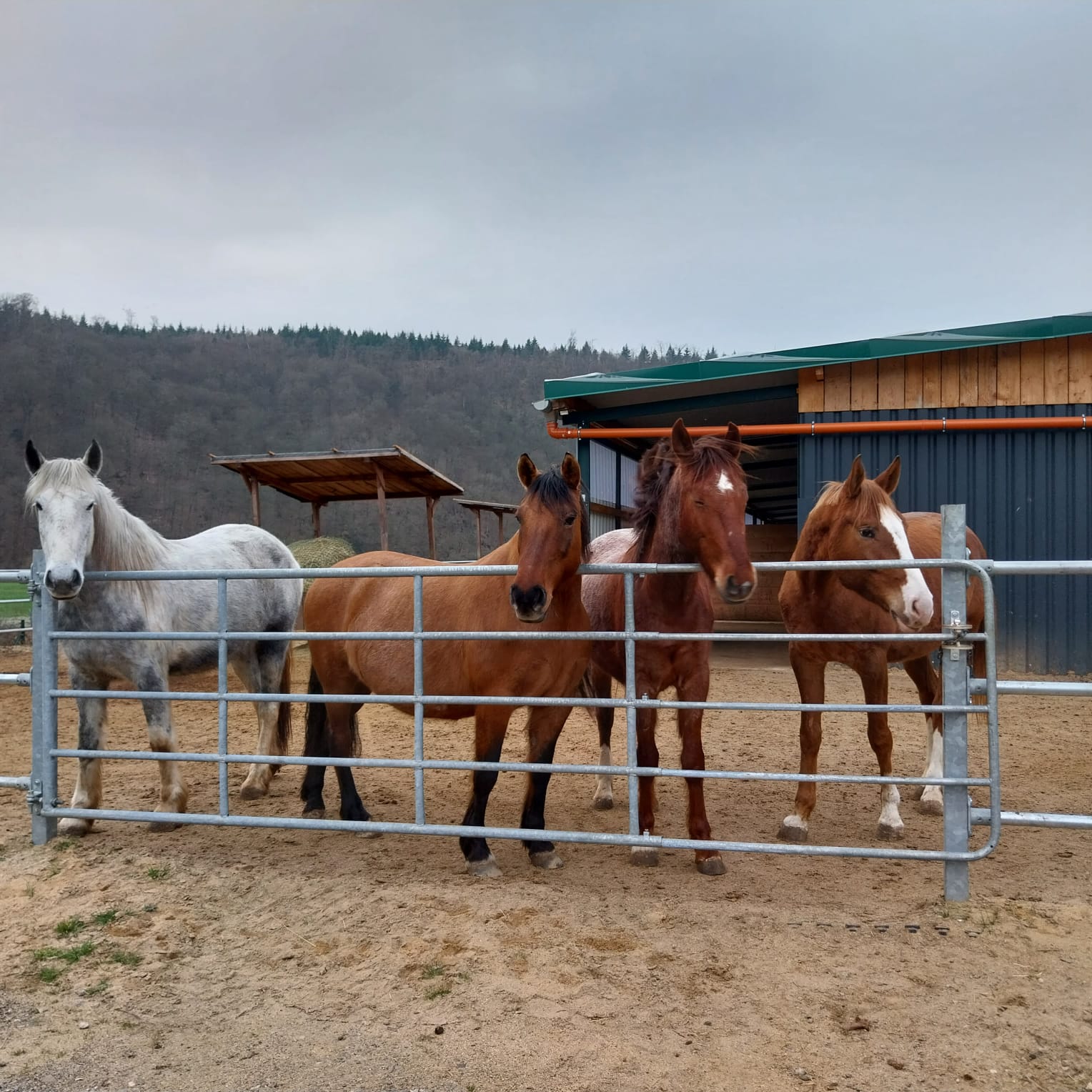 Über uns_Pferdegruppe