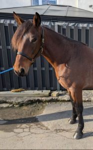 Bailey, Holländer, geboren 2016