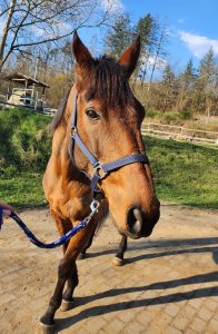 Schulpferd Bandit Ire - 03.05.2016