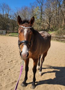 Schulpferd Tommy Ire - 10.01.2021